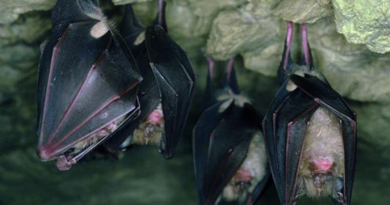 nuit de la chauve-souris