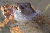 grenouilles rousses dans un étang