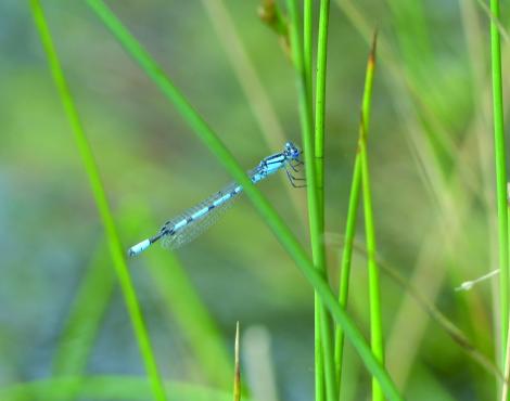 A la découverte des insectes