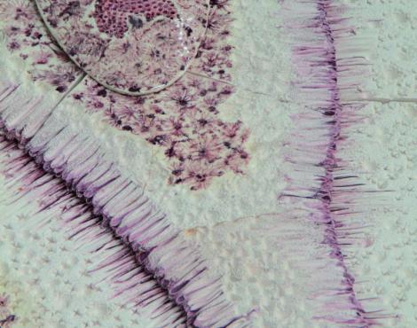 Exposition « Tchernobyl Abondance » par la céramiste Marion Richomme