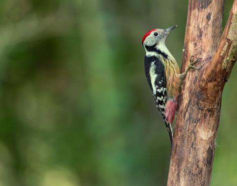Animation « à la découverte des oiseaux de la foret »