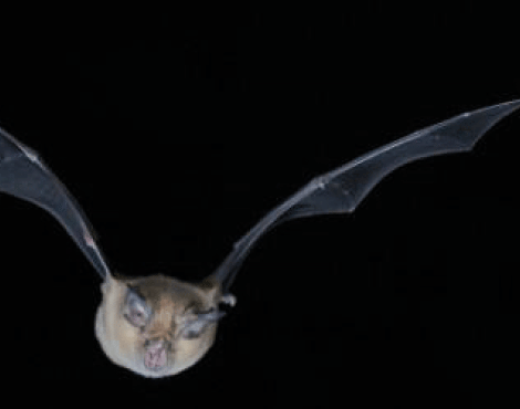 Animation nature « qui vole la nuit près d’ici ? »