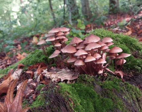A la découverte des champignons
